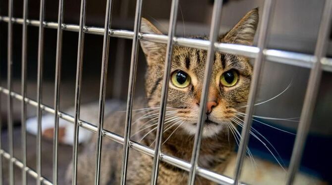 Eine Katze in einem Käfig im Tierheim Eine Katze in einem Käfig im Tierheim