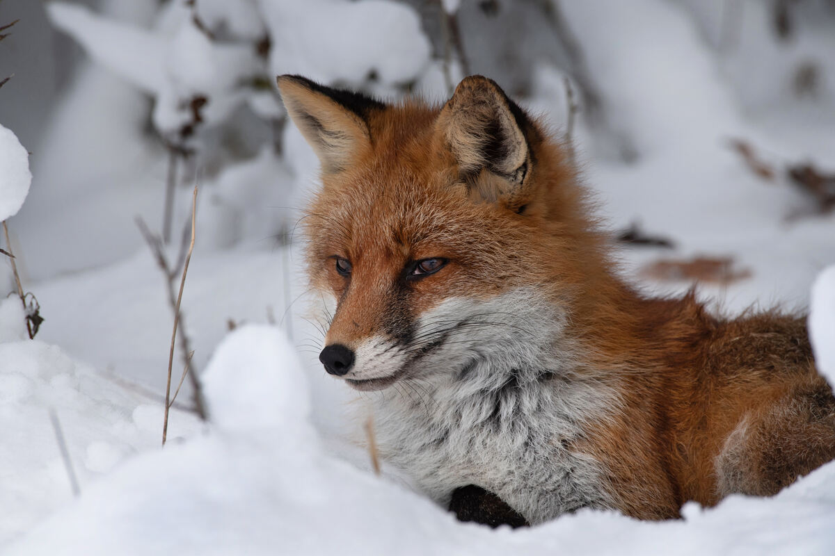 11_ROTFUCHS_11.12 (9)