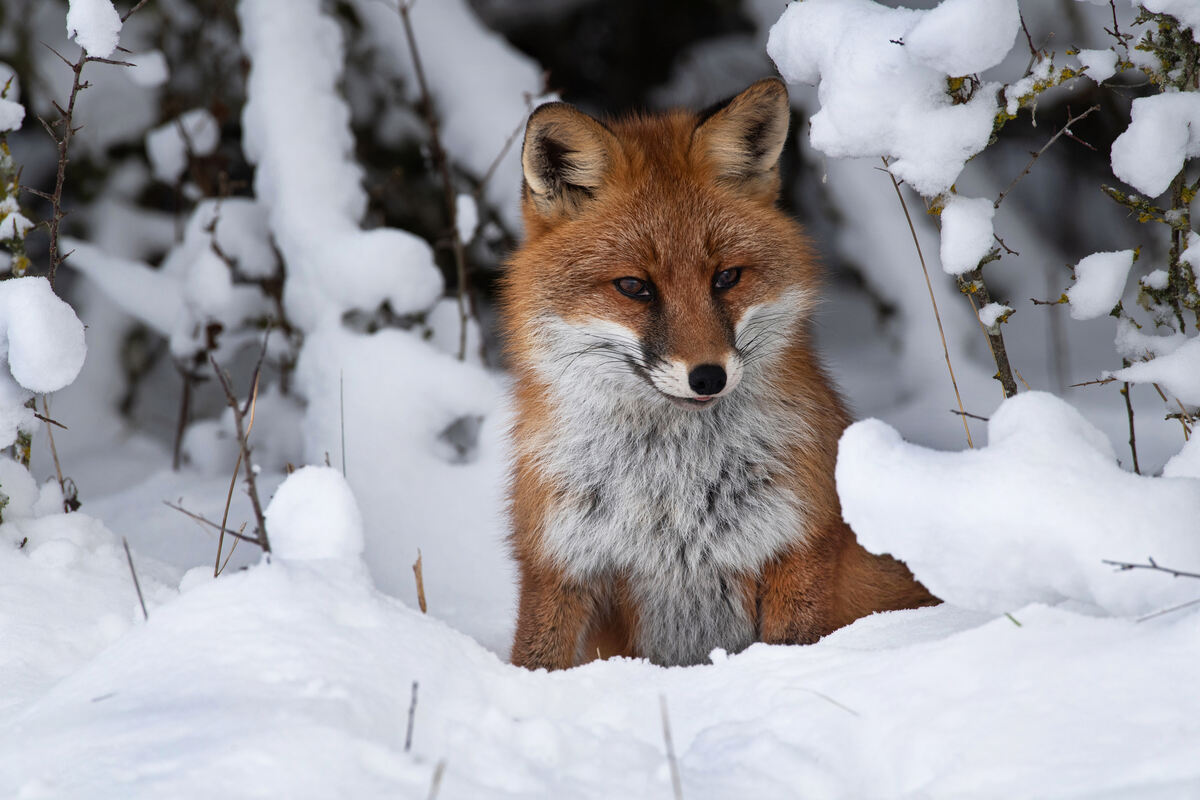 12_ROTFUCHS_11.12 (6)