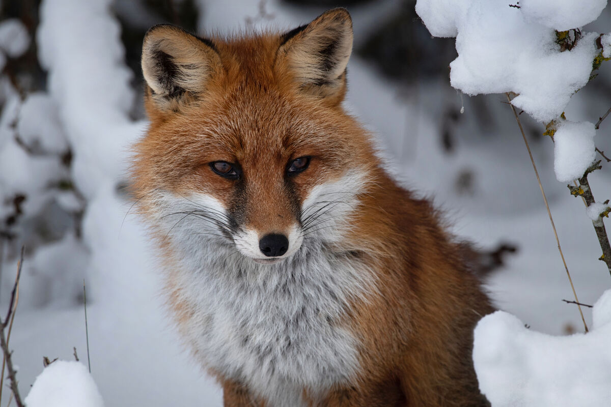 13_ROTFUCHS_11.12 (2)