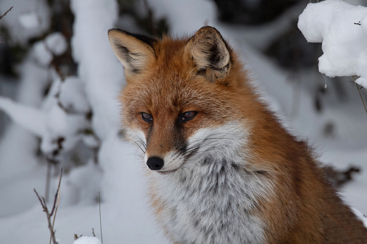 14_ROTFUCHS_11.12 (3)