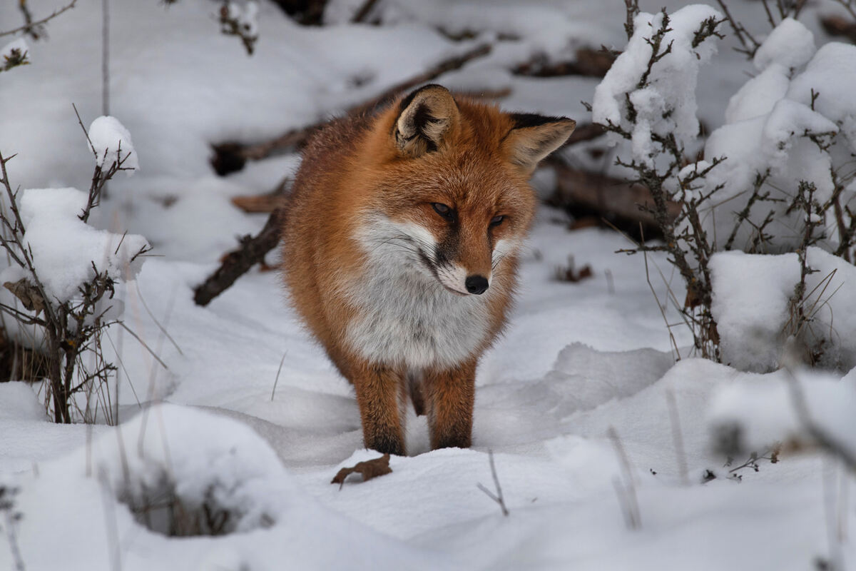 16_ROTFUCHS_11.12 (4)