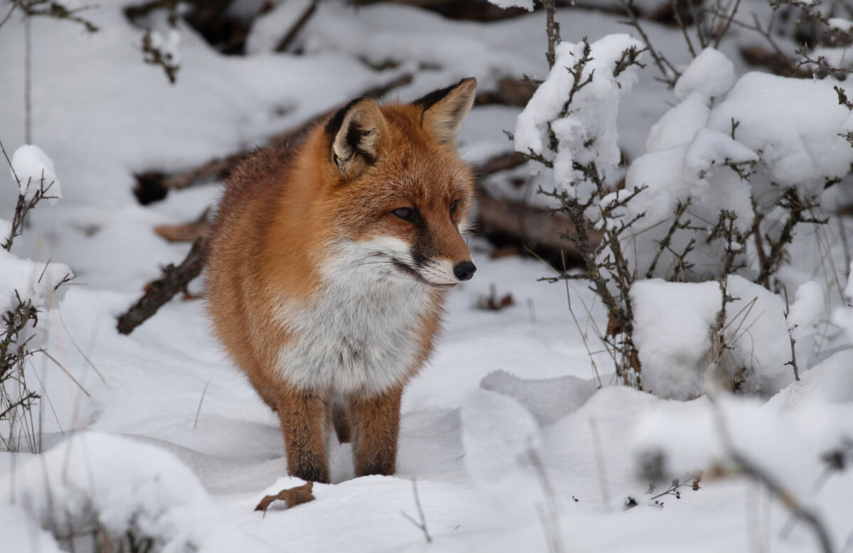 17_ROTFUCHS_11.12 (5)