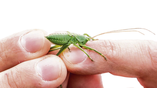 Insekten (hier ein Grünes Heupferd) als Forschungsgegenstand. FOTO: MARCEL KUSCH/DPA