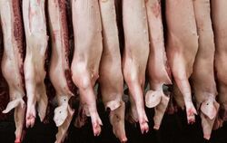 Schweinehälften im Schlachthof