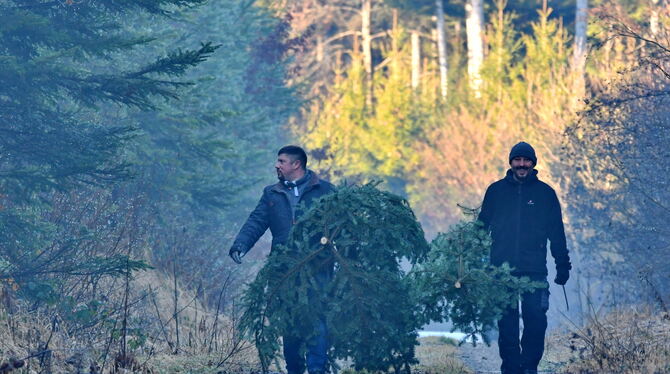 Vor wenigen Wochen sind die Christbäume in Ofterdingen geschlagen worden. Nun haben sie ihre Aufgabe erfüllt.  FOTO: MEYER