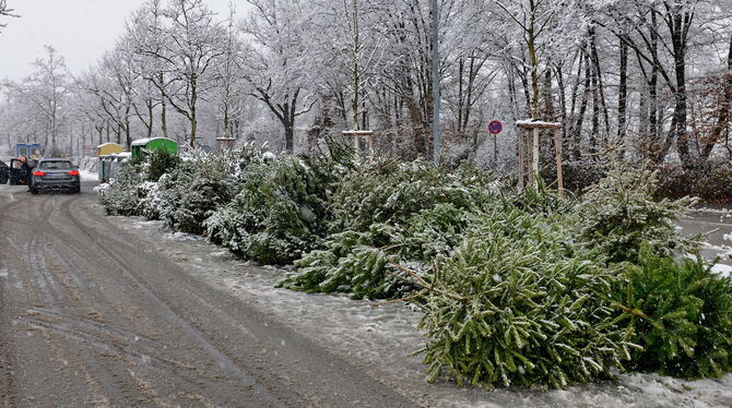 Weil es keine Abholaktionen gibt, müssen Weihnachtsbäume an den kommunalen Sammelstellen entsorgt werden. FOTO: NIETHAMMER