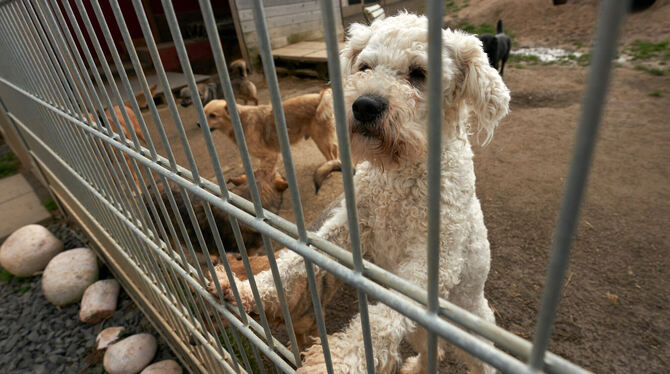 Pandemiebedingt kommen derzeit viele Menschen auf den Hund: Tierschützer warnen vor unüberlegten Anschaffungen. FOTO: FREY/DPA