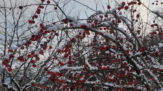 Keine Christbaumkugeln, sondern Äpfel hängen an einem Baum im Metzinger Weinberg.  FOTOS: PFISTERER