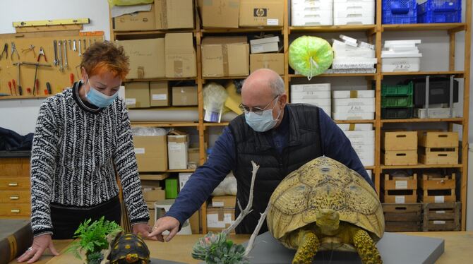 Köhlerschildkröte Nina und die prächtige Pantherschildkröte Matahari sind zwei neue Attraktionen im Naturkundemuseum.  FOTO: MUS