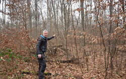Die Zukunft des Waldes wächst von unten nach: Förster Bernd Mair inmitten von jungen Laubbäumen, der sogenannten Naturverjüngung