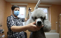Seit Montag dürfen Hundefriseure ihre Tätigkeit wieder aufnehmen. Bei der Maskenpflicht gelten nun hingegen striktere Regeln.  F