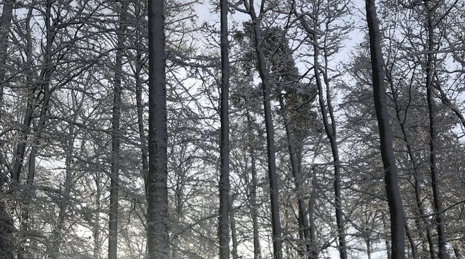 Winterwunderland: Noch steht der Stadtwald gut da. FOTOS: HERB