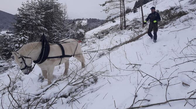 Um die Bodenoberfläche zu schonen wurden die Stämme mit einem Pferd aus dem Hang gezogen.  FOTO: GÖTZ.