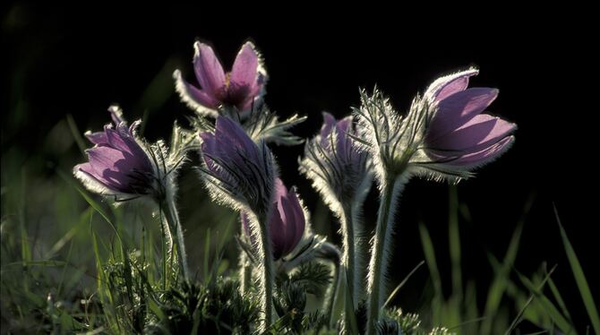 Küchenschelle und Bläuling.  FOTOS: PRIVAT