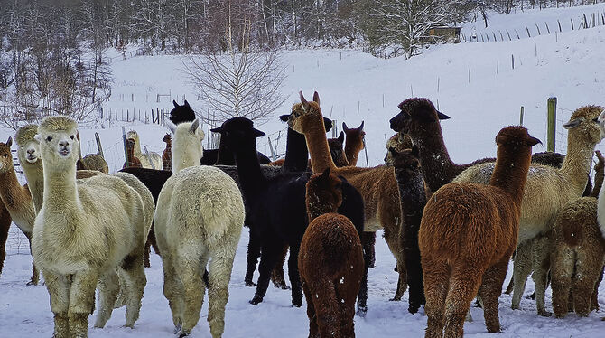 Menschen mögen Alpakas – und Alpakas mögen Menschen.