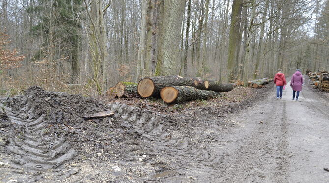 Matsch und tiefe Spuren der schweren Holzerntemaschinen sind überall im Metzinger Stadtwald zu sehen. Die Hauptwege sind noch ei