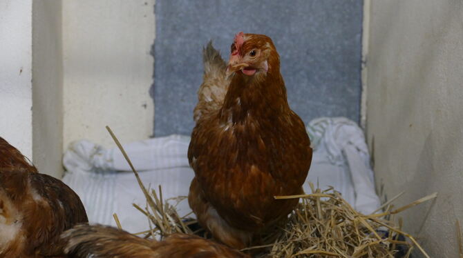 Gerettete Hühner aus Sonnenbühl im Tierheim Reutlingen