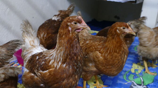 Gerettete Hühner aus Sonnenbühl im Tierheim Reutlingen