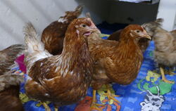 Gerettete Hühner aus Sonnenbühl im Tierheim Reutlingen