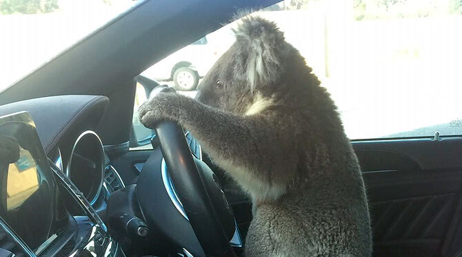 Koala löst Stau auf Autobahn aus - Weltspiegel - Reutlinger General