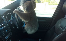 Koala Auto