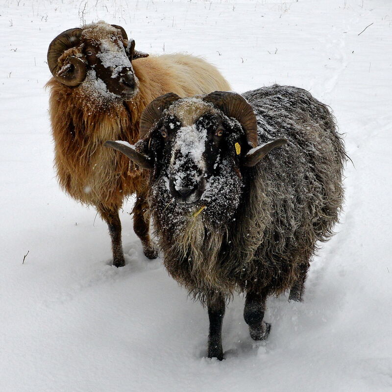 Wasenwald Mufflon Reutlingen Winter