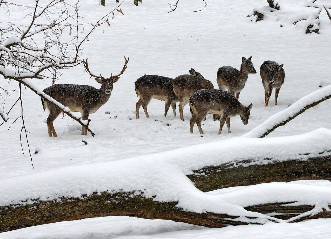 Wasenwald Reutlingen Rehe