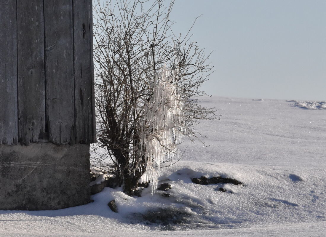 Kein brennender aber frostiger Dornbusch bei Meidelstetten