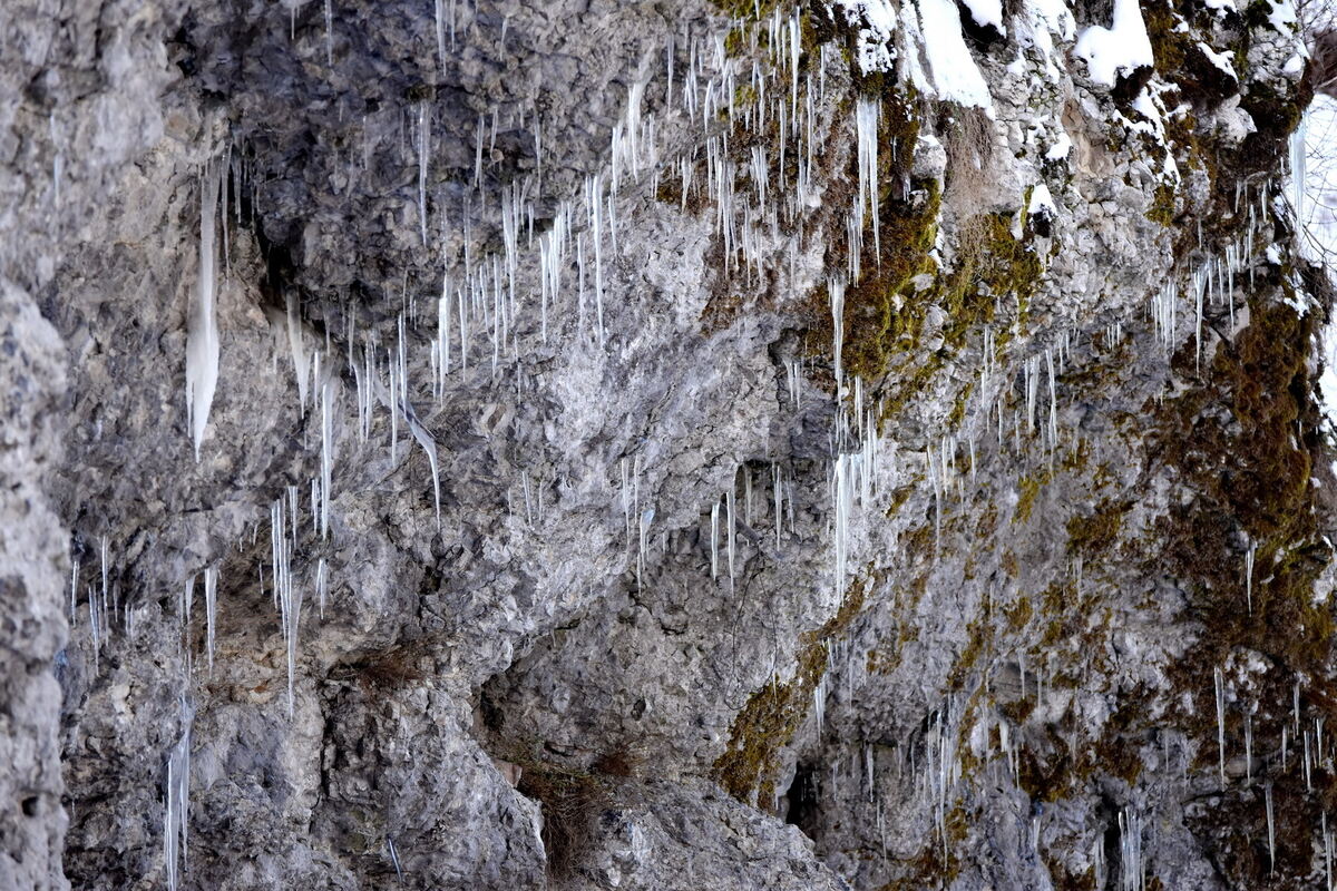 Zapfenparade am Felsen bei Hausen an der Lauchert