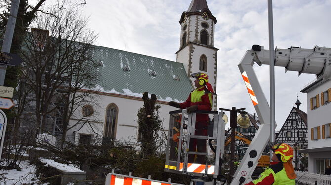 Einen Vormittag lang waren Mitarbeiter des Bauhofs damit beschäftigt, die Bäume hinter der Martinskirche zu fällen.  FOTO: HAILF
