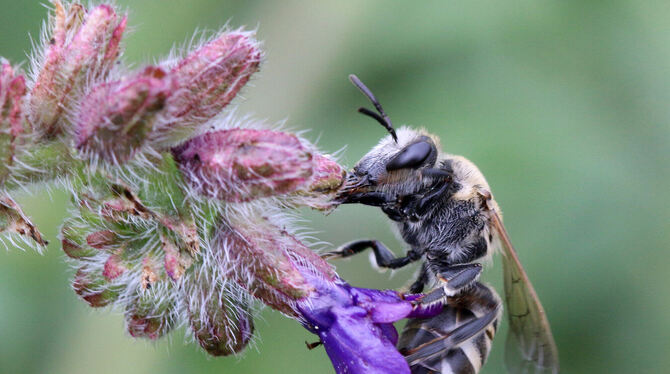 Auf dem Foto ist ein Exemplar der Wildbiene Ochsenzunge-Seidenbiene zu sehen. Diese Art steht auf der Roten Liste der bedrohten