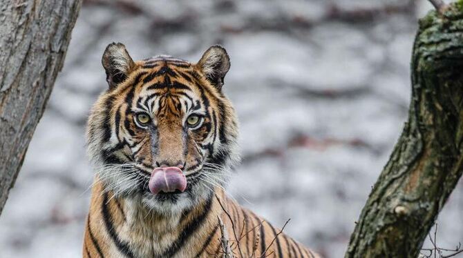 Sumatra-Tigerin Dumai