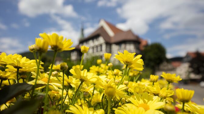 Blühen soll es auf der Gartenschau Bad Urach 2027 schwerpunktmäßig in den Bereichen Diegelewehr, Kurpark und Ermswiesen.   FOTO: