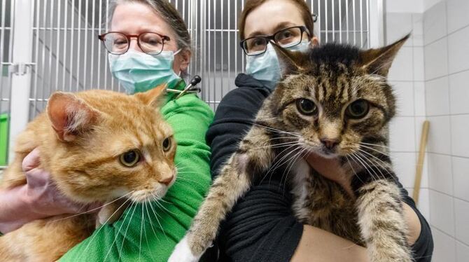 Katzen haben Corona überstanden: Neues Zuhause gesucht Katzen haben Corona überstanden: Neues Zuhause gesucht