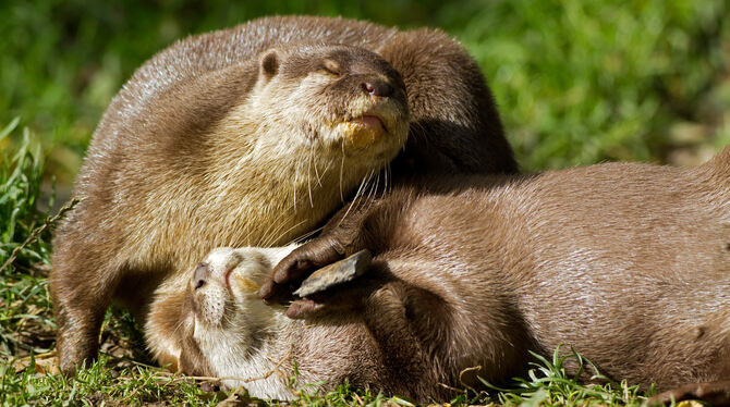 Otter Kurzkrallenotter mit einem Stein. Die allermeisten Otterarten spielen Wissenschaftlern zufolge gerne mit Steinen.