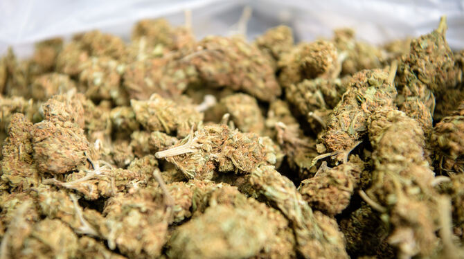 Das Symbolbild zeigt Blütenstände von Marihuana. Die Polizei fand bei dem angeklagten 62-Jährigen Drogen, nachdem sie ihn überwä