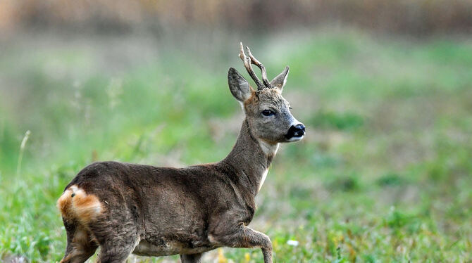 Kein Massenphänomen: In Deutschland werden pro Jahr rund 1 000 Fälle von Wilderei erfasst. In der Region ist sie kein Thema.  FO