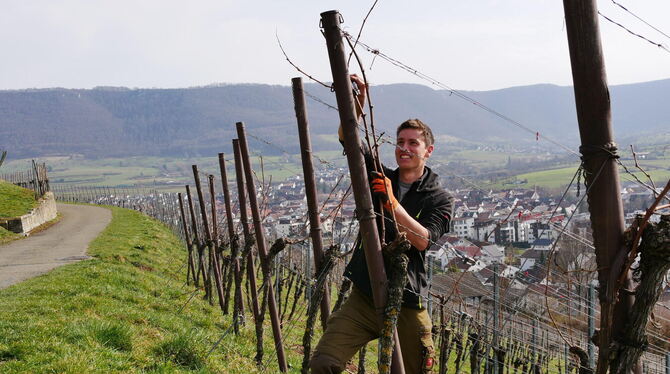 Weinbautechniker Christian Koch beschneidet die letzten Weinstöcke vor dem Binden.