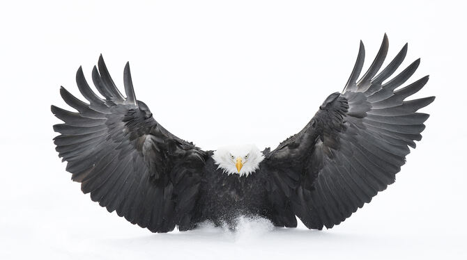 Mit »Der Adler ist gelandet« ist dieses Foto überschrieben.  FOTO: JÉRÉMIE VILLET WILDLIFE PHOTOGRAPHER OF THE YEAR