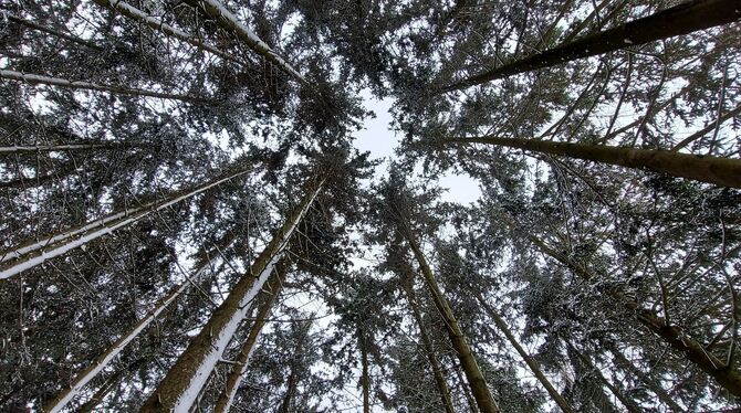 Nadelbäume sollen im Hohensteiner Wald ihren Platz behalten, allerdings anders als auf diesem Archivbild vorwiegend in Mischkult