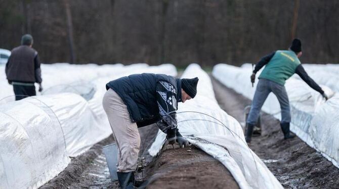 Spargelernte in Baden-Württemberg Spargelernte in Baden-Württemberg