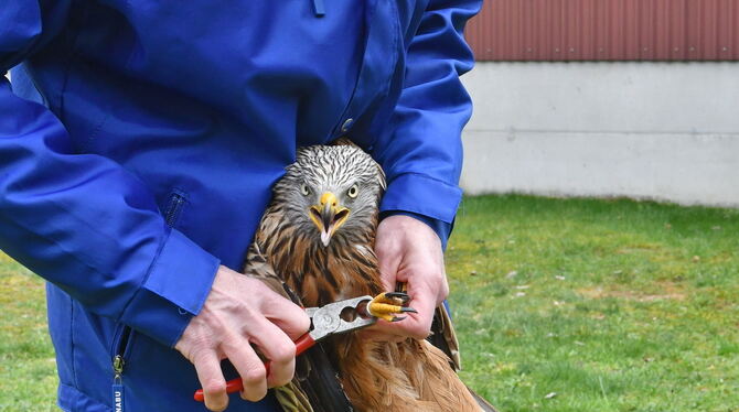 Vogelschutzzentrumsleiter Daniel Schmidt-Rothmund beringt den Greifvogel.