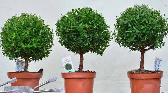 Garten- und Landschaftsbau zufrieden Garten- und Landschaftsbau zufrieden