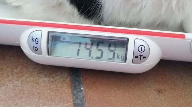 14,55 Kilogramm zeigt die Waage bei Kater Herr von Bödefeld an.
