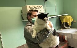 Reutlingens dickster Kater