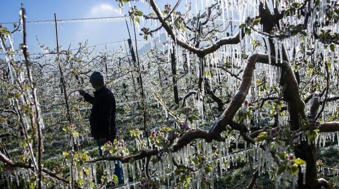 Obstbauern schützen Knospen vor Frostschäden