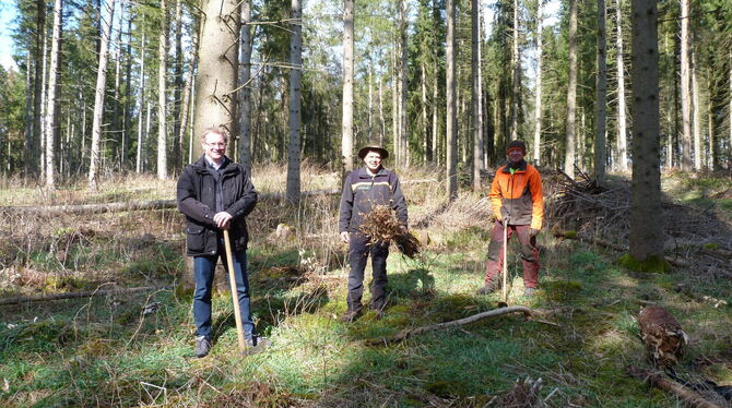 Pflanzaktion im Engstinger Gemeindewald (von links): Bürgermeister Mario Storz, Förster Andreas Hipp und Waldarbeiter Thomas Loc
