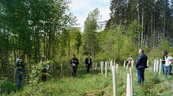 Die Mühe lohnt, der Pfronstetter Gemeindewald ist 3,8 Millionen Euro wert.  FOTO: WURSTER