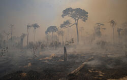 Brände zerstörten in Brasilien große Teile des Regenwaldes.  FOTO: PENNER/DPA